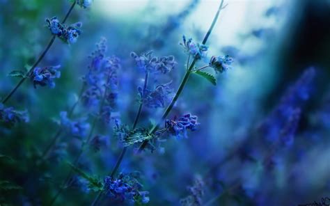 Flowers Nature Depth Of Field Sunlight Blurred Blue