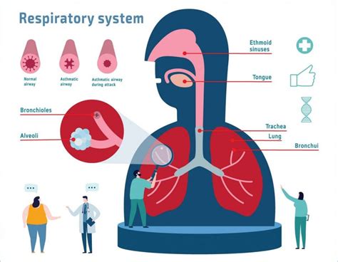 Respiratory System Information Facts