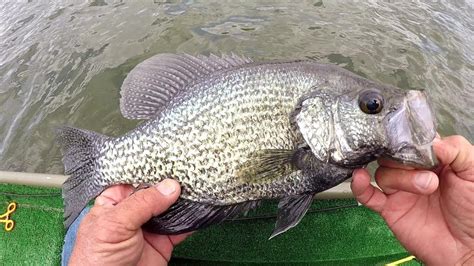 Spring Crappie Fishing 2018 Youtube