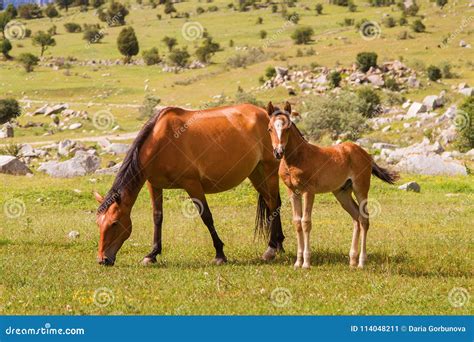 Two Horses Mother And Baby Horse Resting On The Green Meadow Stock