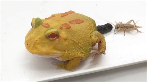 💩pooping Horned Frog Youtube