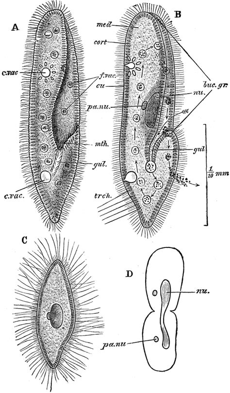 Paramoecium Caudatum ClipArt ETC