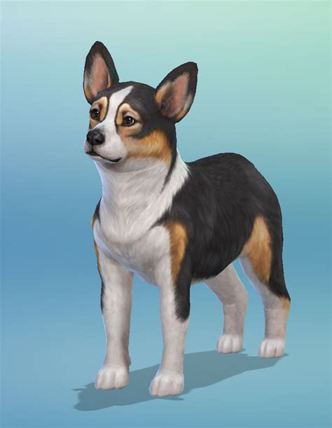 Another Little Pembroke Welsh Corgi I Made I Love His Little Face