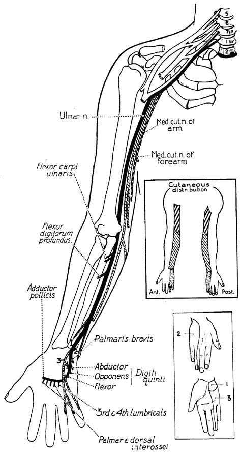 Ulnar Nerve Sensory Distribution