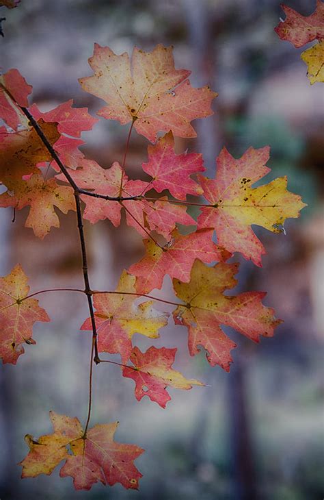 Autumn Splendor Photograph By Saija Lehtonen Pixels