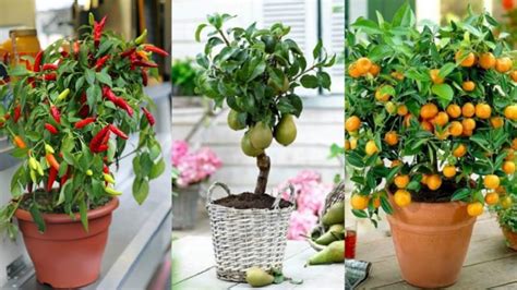 15 Edible Plants You Can Grow Indoors