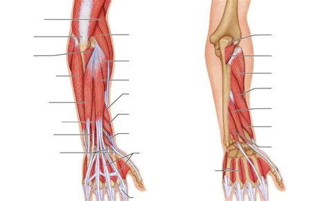Muscle Anatomy Arm And Forearm