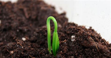 You can grow your own bonsai with seeds or a small cutting. Easy Steps to Grow Bonsai from Seeds