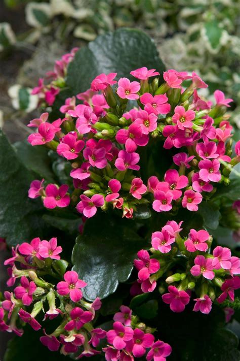 Succulent Plant With Bright Pink Flowers Pink Succulent Plant Flower