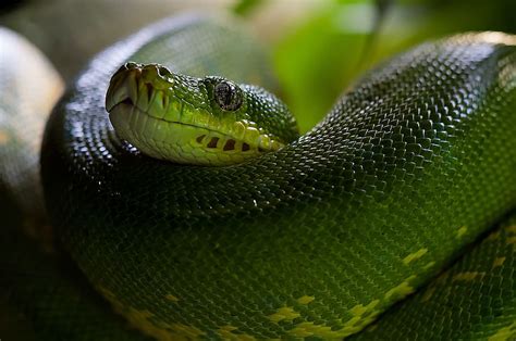 Green Pit Viper Green Tree Python Snake Python Morelia Viridis