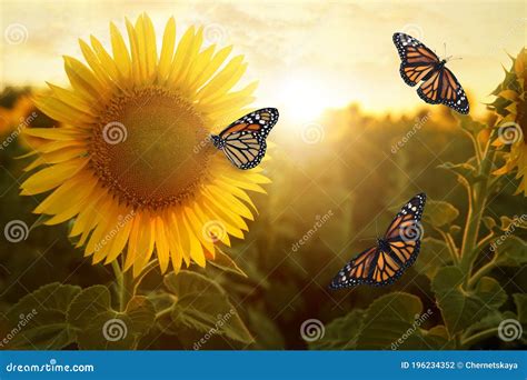 Amazing Monarch Butterflies In Sunflower Field At Sunset Stock Photo