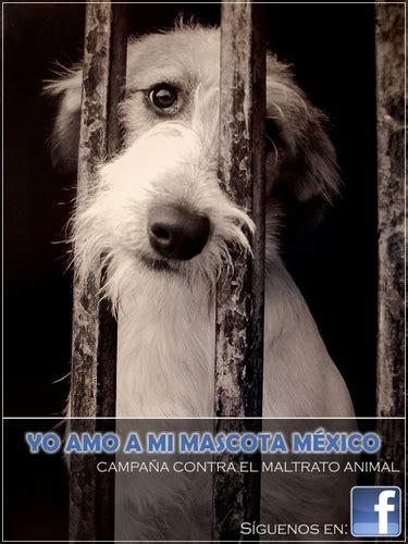 We also provide various kinds of books from many kinds of places. Yo Amo a mi Mascota (@amoamimascotamx) | Twitter