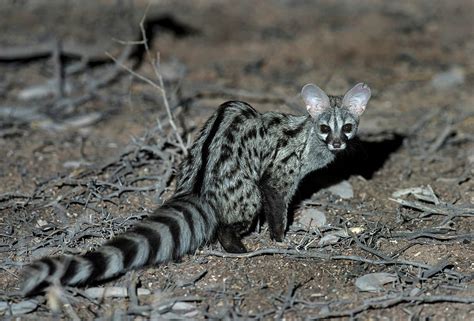 Small Spotted Genet Photograph By Tony Camachoscience Photo Library