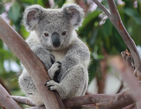 Symbio Wildlife Park Koala Koala Bear Koalas