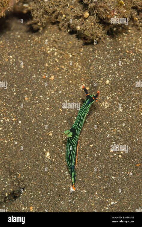 Green Nudibranch Hi Res Stock Photography And Images Alamy