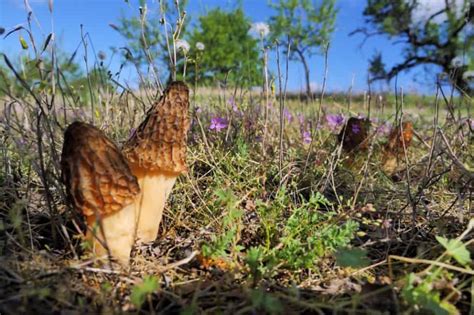 5 Common Mushrooms In Kansas Star Mushroom Farms