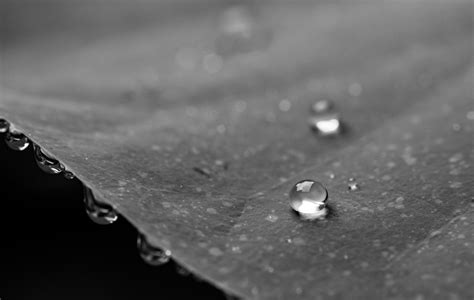Free Images Water Snow Droplet Drop Dew Blur Black And White Leaf Ice Weather Close