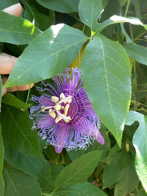 Passion Vine Plant Beautiful Plant For Outdoor Gardens