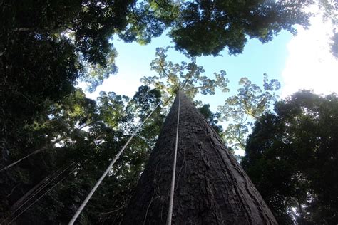 The World S Tallest Tropical Tree Is Longer Than A Football Field