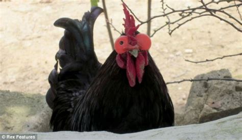 Welcome to the female to male voice changer, which will transform your voice to a lower pitched voice. Farmer Gives Chickens Glasses to Save the Roost - We Interrupt