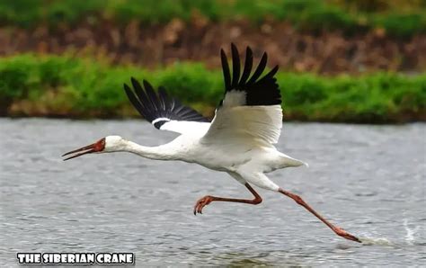 Siberian Crane In India