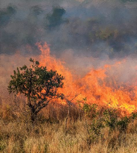 Fire And Grassland Evolution Science