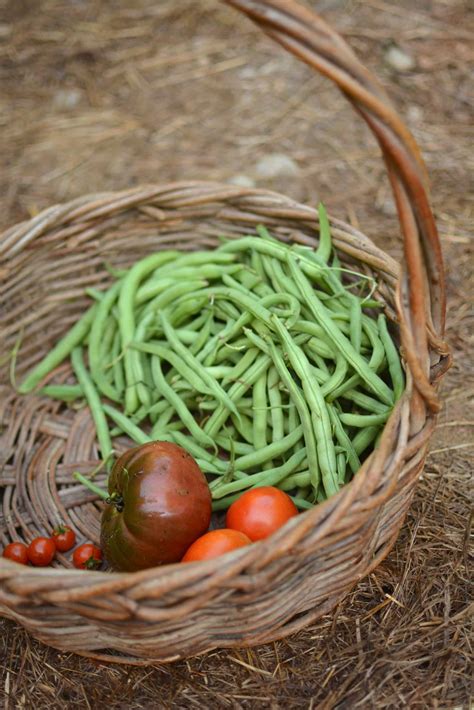 few veggies in basket • The Prairie Homestead