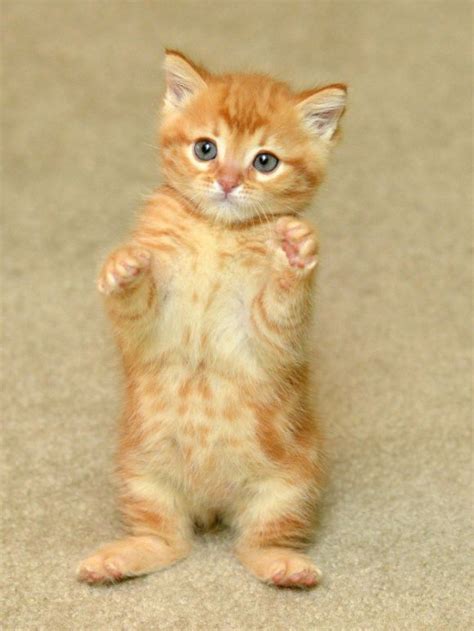Ginger Kittens And Puppies Kittens Cute Animals
