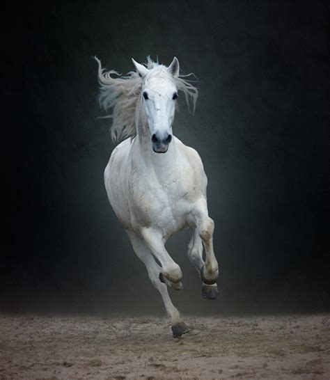 Portuguese White Lusitano Horse By Christiana Stawski