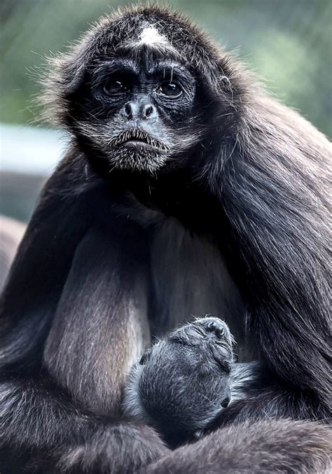Colombian Zoo Celebrates Birth Of Endangered Spider Monkey