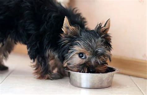 It is one of the most preferred snacks among humans, and yorkies, too, love it a lot! YorkshireTerrierKingdom.com | Getting The Best Yorkie Food ...