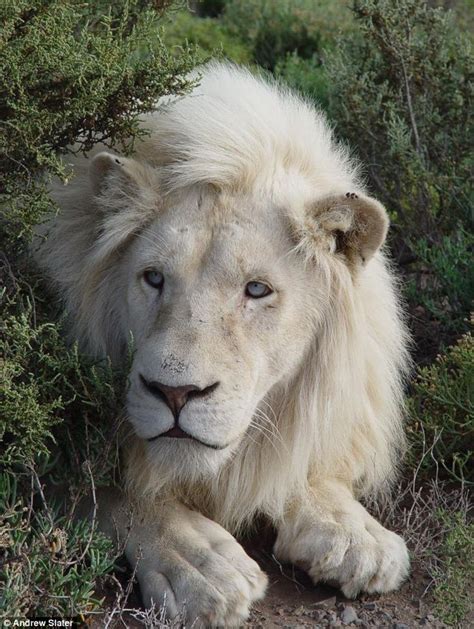 South Africa Safari Wild For White Lions At Sensational Sanbona