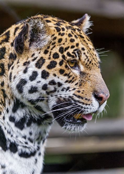 Profile Of Ninja Jaguar Animal Jaguar Pictures Big Cats