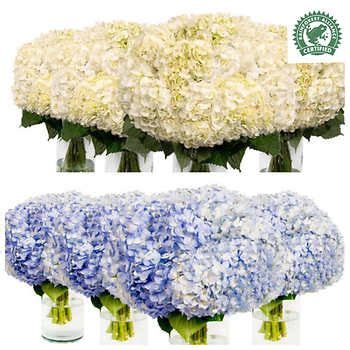 A preferred arrival date is required at checkout; Assorted Hydrangeas - 30 Stems | Costco flowers, Tiffany ...