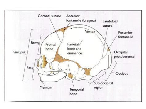 Diagram Diagram Of A Fetal Skull Mydiagramonline