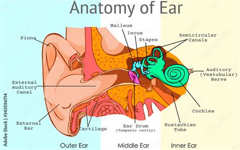 Ear Anatomy Parts Structure Of Outer Middle Inner Ear Diagram