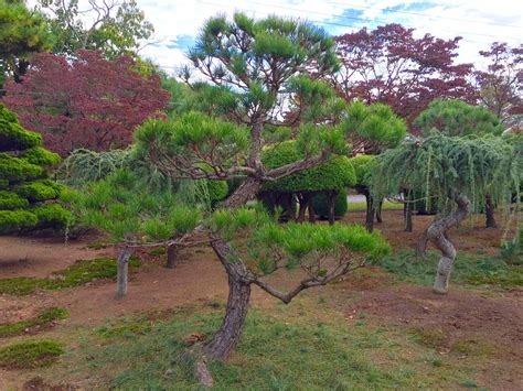 Japanese Black Pine In Training Garden Trees Landscape Services