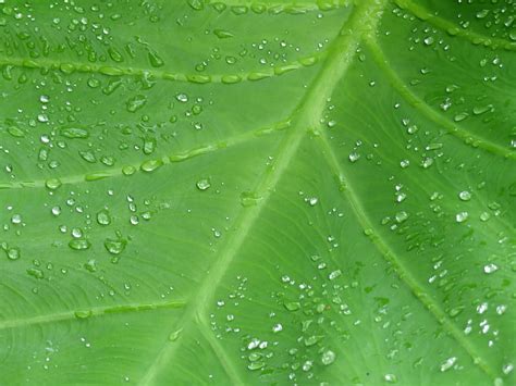 Leaf Drops Veins Macro Dew HD Wallpaper Peakpx