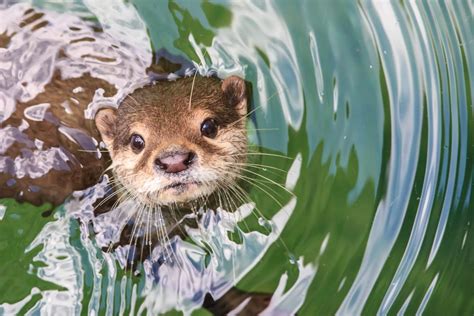Why Otters Are One Of Britains Best Loved Mammals Land Of Size