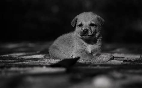 Download Wallpaper For 320x240 Resolution Adorable Lonely Puppy
