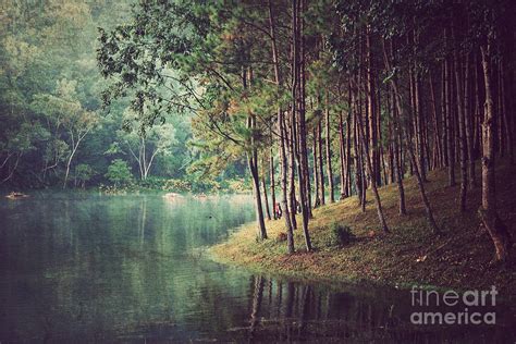 Forest Background Vintage Style Photograph By Nonnakrit Fine Art America