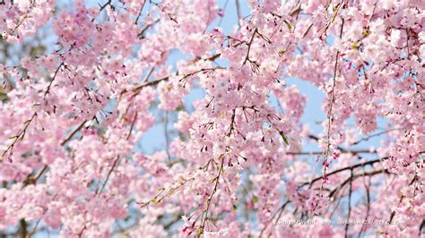 3月 壁紙 桜 3月 壁紙 桜 ~ 無料のhd壁紙画像