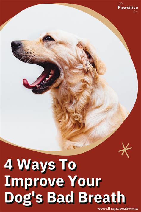 A Dog With Its Mouth Open And The Words 4 Ways To Improve Your Dogs