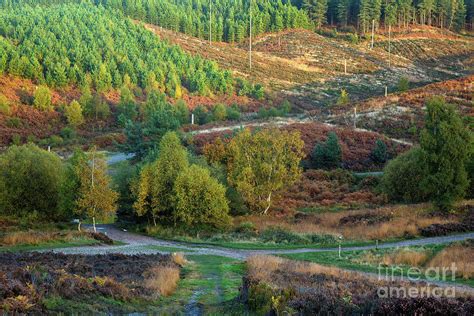 Cannock Chase Autumn 017 Photograph By Ron Evans