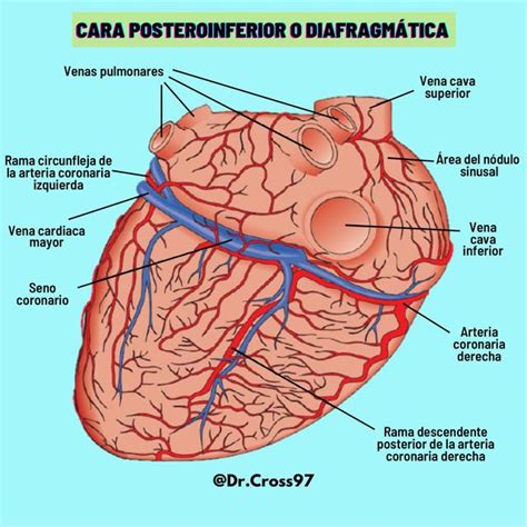 Caras Del Corazón Anatomía Anatomía Humana Udocz
