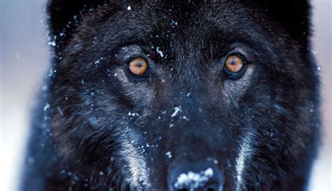 Wolf Reintroduction Changes Ecosystem Yellowstone Wolves Are Causing A
