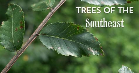 Identifying Trees In The Southeastern Us A Simple Guide Feral Foraging