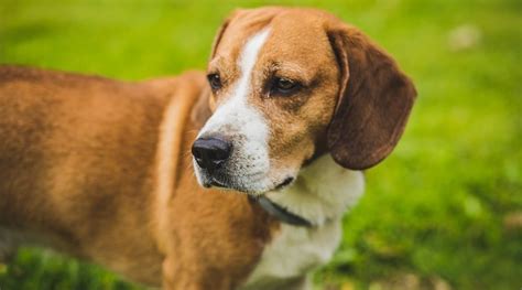Beagle Dachshund Mix Doxle Breed Info Facts Puppy Costs And More