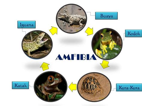 Mengenali Jenis Haiwan Amfibia