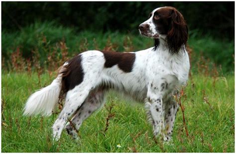 french spaniel breeders facts pictures puppies rescue temperament animals breeds